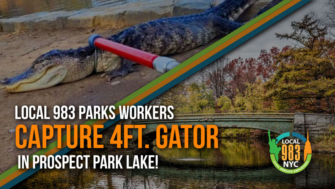 Local 983 City Parks Workers Haul 4-foot Alligator from Brooklyn’s Prospect Park Lake